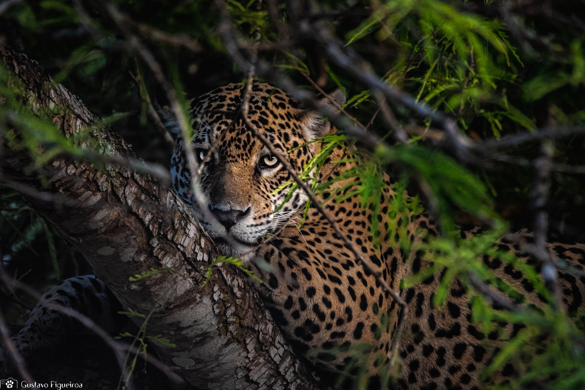 a leopard sitting in a tree looking at the camera