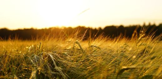 A field with grass and trees in the background in the summertime.