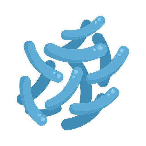 Gut Health Bundle V2