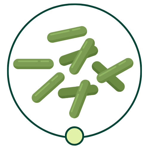 Gut Health Bundle