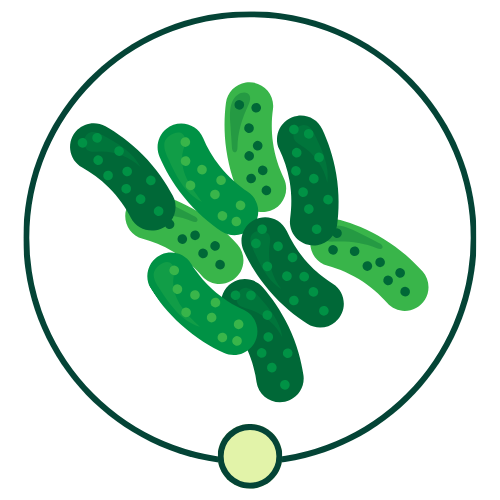 Gut Health Bundle
