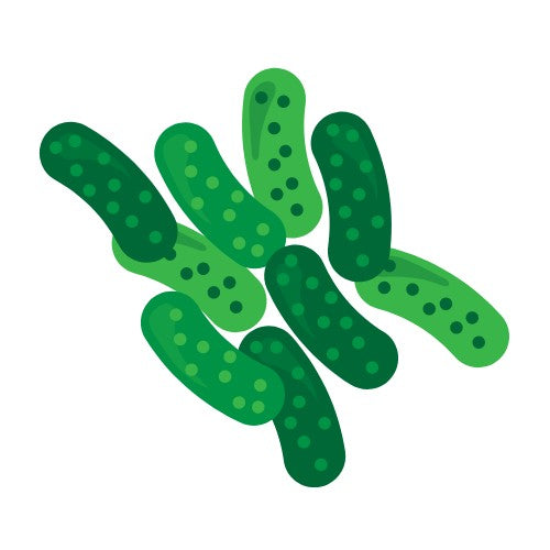 Gut Health Bundle V2