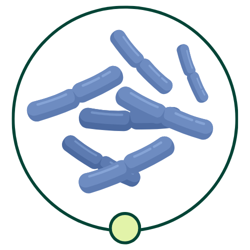 Gut Health Bundle