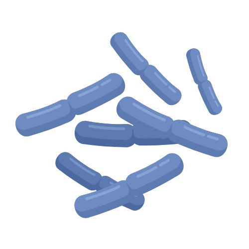 Gut Health Bundle V2