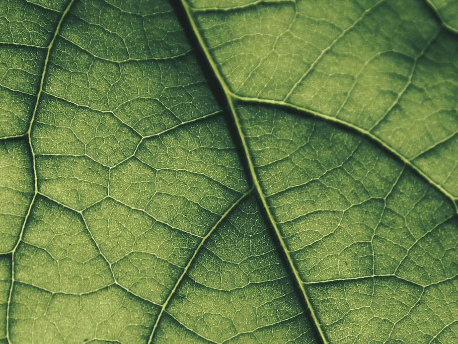 leaf-macro-green-nature-the-background-life.jpg